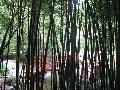 Black Bamboo / Phyllostachys nigra 